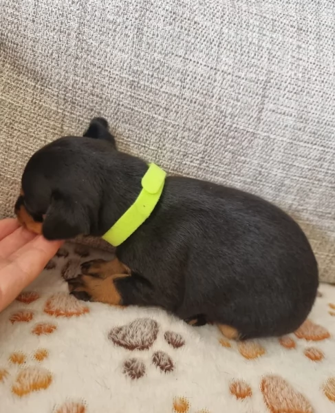 Stupenda i cuccioli PINSCHER toy per adozione | Foto 2