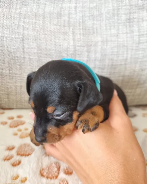 Stupenda i cuccioli PINSCHER toy per adozione