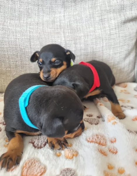 Stupenda i cuccioli PINSCHER toy per adozione | Foto 1
