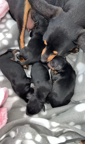 Stupenda i cuccioli PINSCHER toy per adozione | Foto 0