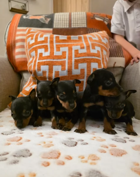 Stupenda i cuccioli PINSCHER toy per adozione