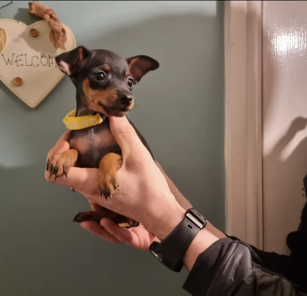 Stupenda i cuccioli PINSCHER toy per adozione | Foto 1