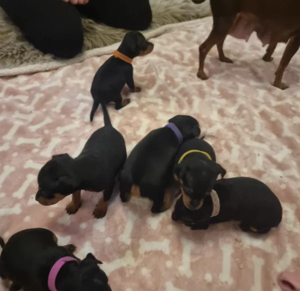Stupenda i cuccioli PINSCHER toy per adozione