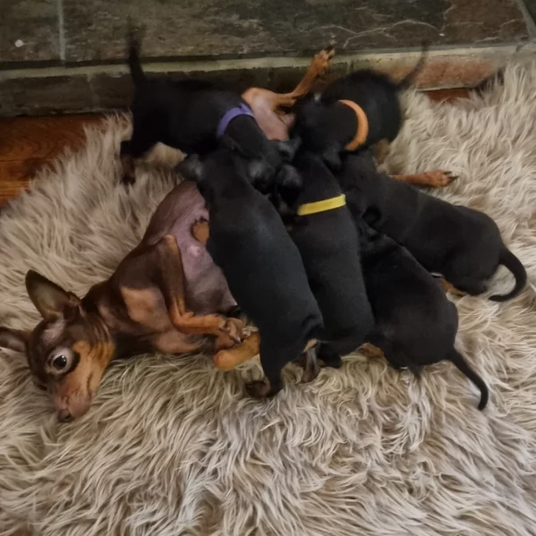 Stupenda i cuccioli PINSCHER toy per adozione | Foto 0