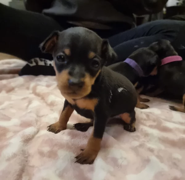 Stupenda i cuccioli PINSCHER toy per adozione | Foto 1