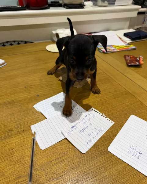 Stupenda i cuccioli PINSCHER toy per adozione | Foto 3