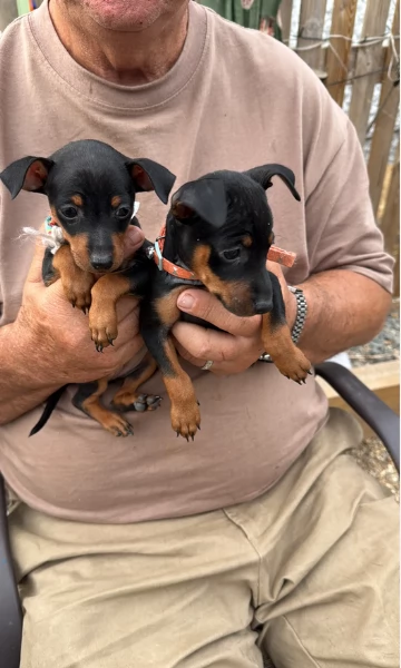Stupenda i cuccioli PINSCHER toy per adozione | Foto 0