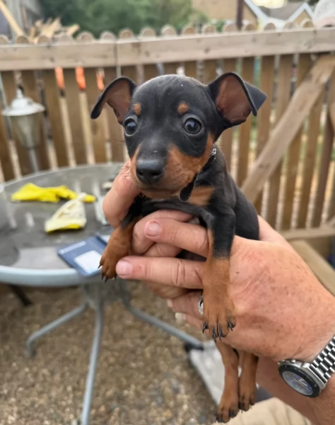 Stupenda i cuccioli PINSCHER toy per adozione | Foto 2