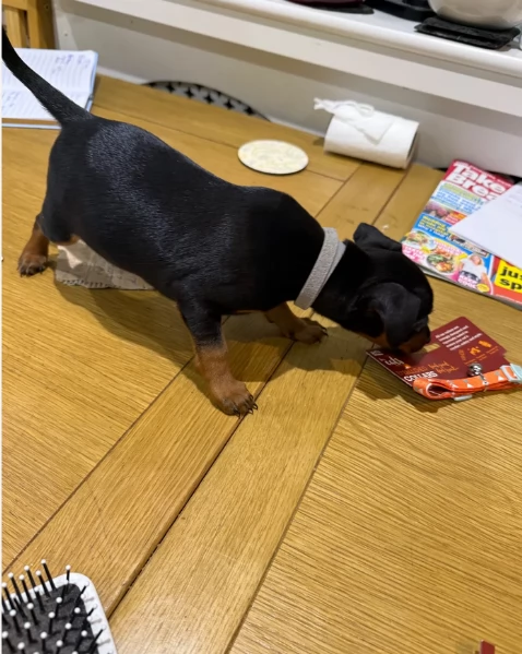 Stupenda i cuccioli PINSCHER toy per adozione | Foto 0