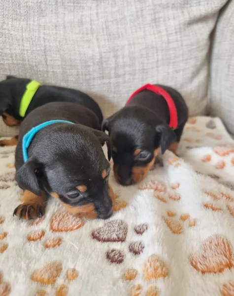 Stupenda i cuccioli PINSCHER toy per adozione | Foto 4