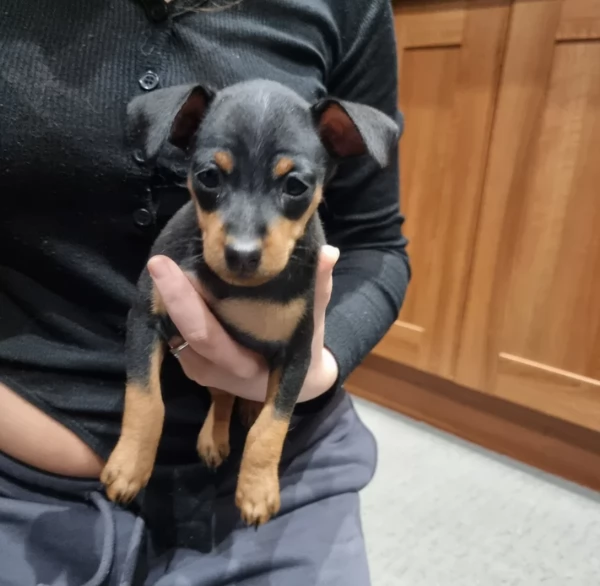 Stupenda i cuccioli PINSCHER toy per adozione | Foto 5