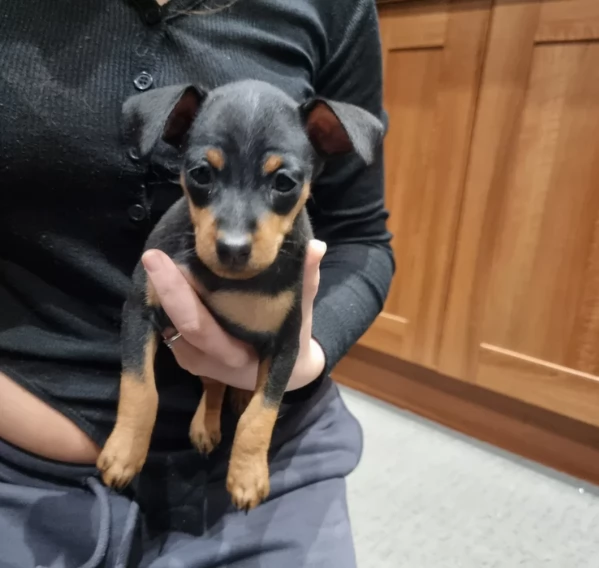 Stupenda i cuccioli PINSCHER toy per adozione | Foto 3