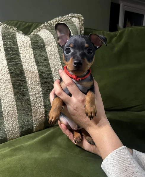 Stupenda i cuccioli PINSCHER toy per adozione | Foto 2