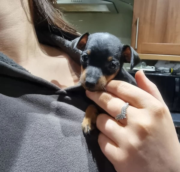 Stupenda i cuccioli PINSCHER toy per adozione