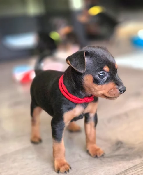 Stupenda i cuccioli PINSCHER toy per adozione | Foto 0
