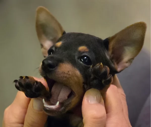 Stupenda i cuccioli PINSCHER toy per adozione | Foto 2