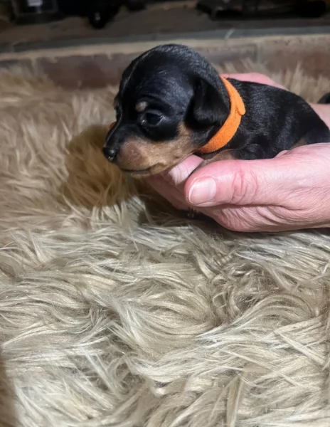 Stupenda i cuccioli PINSCHER toy per adozione