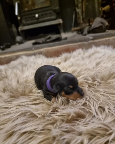 Stupenda i cuccioli PINSCHER toy per adozione | Foto 4