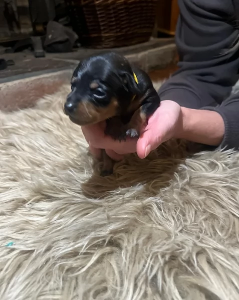 Stupenda i cuccioli PINSCHER toy per adozione | Foto 1
