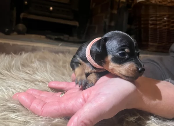 Stupenda i cuccioli PINSCHER toy per adozione | Foto 0