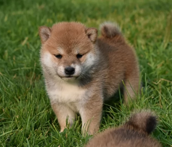 disponibile bellissimo cucciolo di Shiba rrrrr | Foto 2