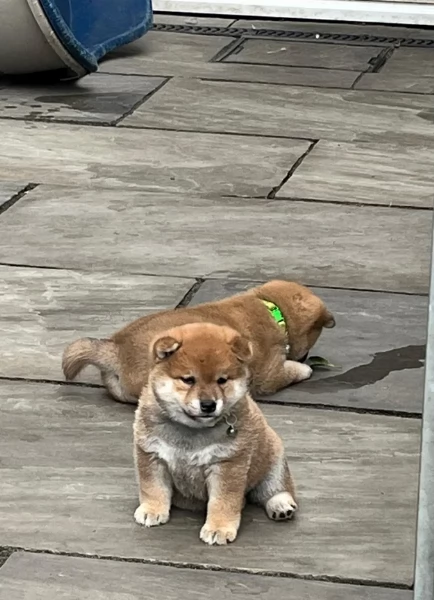 bellissimi cuccioli di shiba inu, carino e affascinante per l'adozione