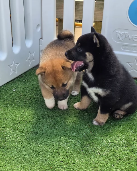 bellissimi cuccioli di shiba inu, carino e affascinante per l'adozione | Foto 6