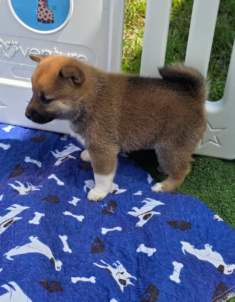 bellissimi cuccioli di shiba inu, carino e affascinante per l'adozione | Foto 5
