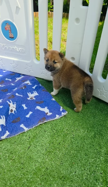 bellissimi cuccioli di shiba inu, carino e affascinante per l'adozione | Foto 3