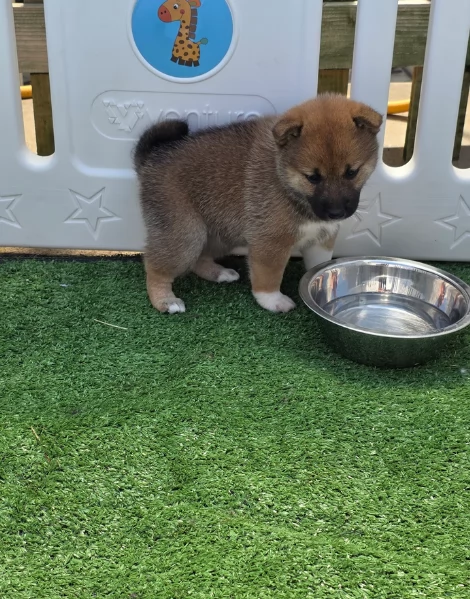 bellissimi cuccioli di shiba inu, carino e affascinante per l'adozione | Foto 2