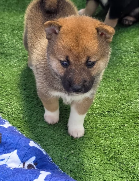 bellissimi cuccioli di shiba inu, carino e affascinante per l'adozione | Foto 1