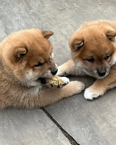bellissimi cuccioli di shiba inu, carino e affascinante per l'adozione | Foto 0