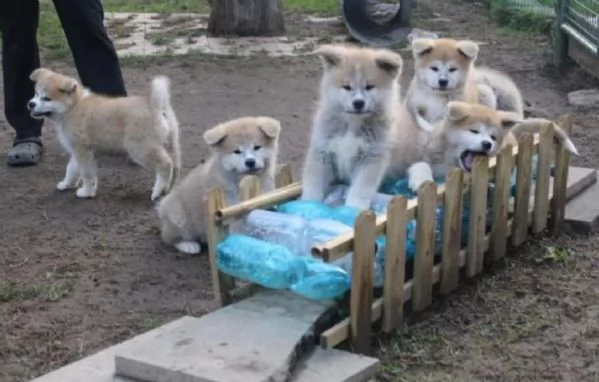 cuccioli di shiba inu boo tipo orso inadozione, pronti per una nuova casa.
