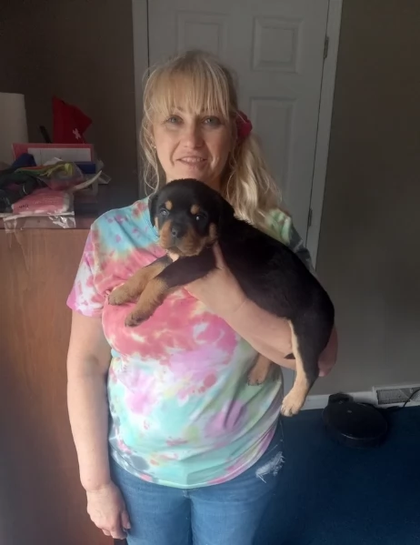 meravigliosi rottweiler per adozione