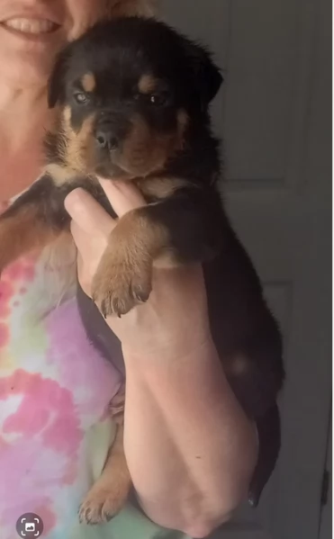 meravigliosi rottweiler per adozione | Foto 6