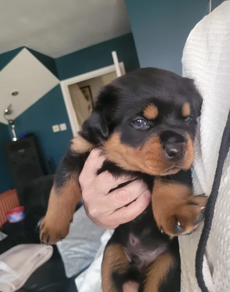 meravigliosi rottweiler per adozione | Foto 5