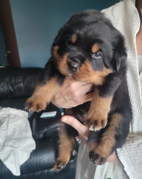 meravigliosi rottweiler per adozione | Foto 3
