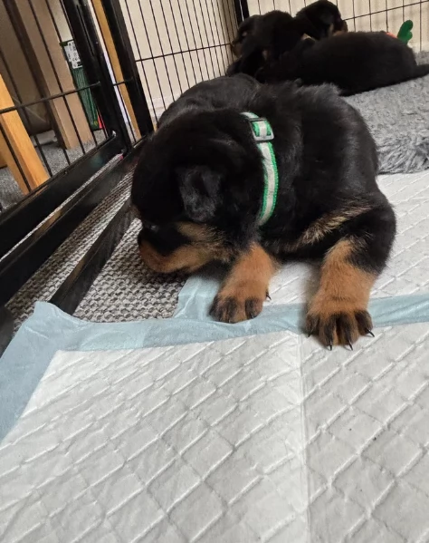meravigliosi rottweiler per adozione | Foto 5