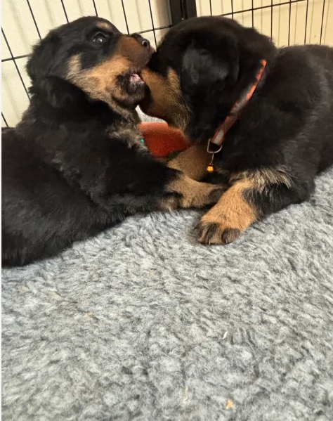 meravigliosi rottweiler per adozione | Foto 3