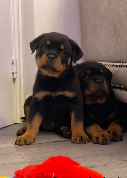 meravigliosi rottweiler per adozione | Foto 0