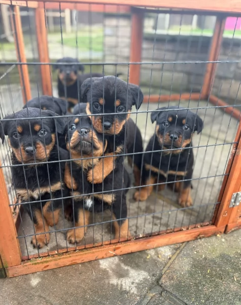 meravigliosi rottweiler per adozione | Foto 0