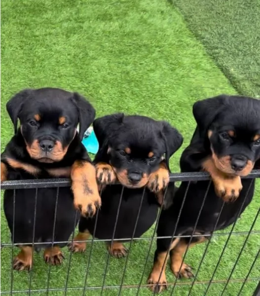 meravigliosi rottweiler per adozione
