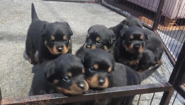 meravigliosi rottweiler per adozione