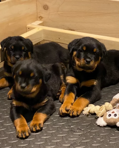 meravigliosi rottweiler per adozione | Foto 0