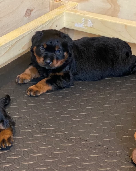 meravigliosi rottweiler per adozione | Foto 3