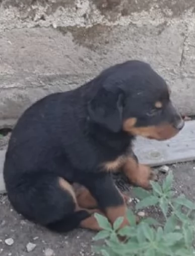 meravigliosi rottweiler per adozione | Foto 1