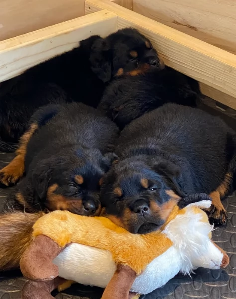 meravigliosi rottweiler per adozione | Foto 0