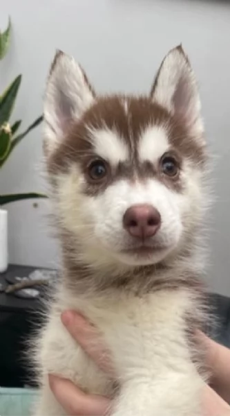 CUCCIOLI DI SIBERIAN HUSKY ALLEVATI CON AMORE per adozione | Foto 4