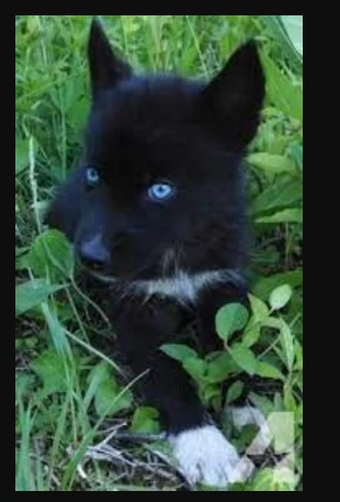 CUCCIOLI DI SIBERIAN HUSKY ALLEVATI CON AMORE per adozione | Foto 0