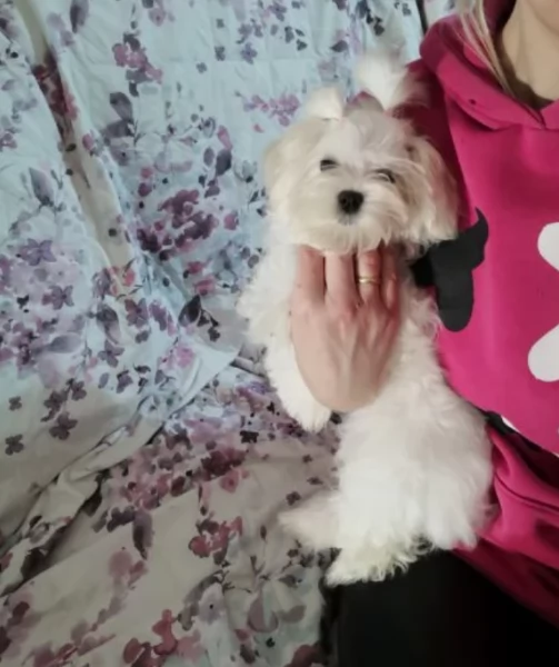CUCCIOLI DI MALTESE TOY ALLEVATI CON AMORE per adozione | Foto 2